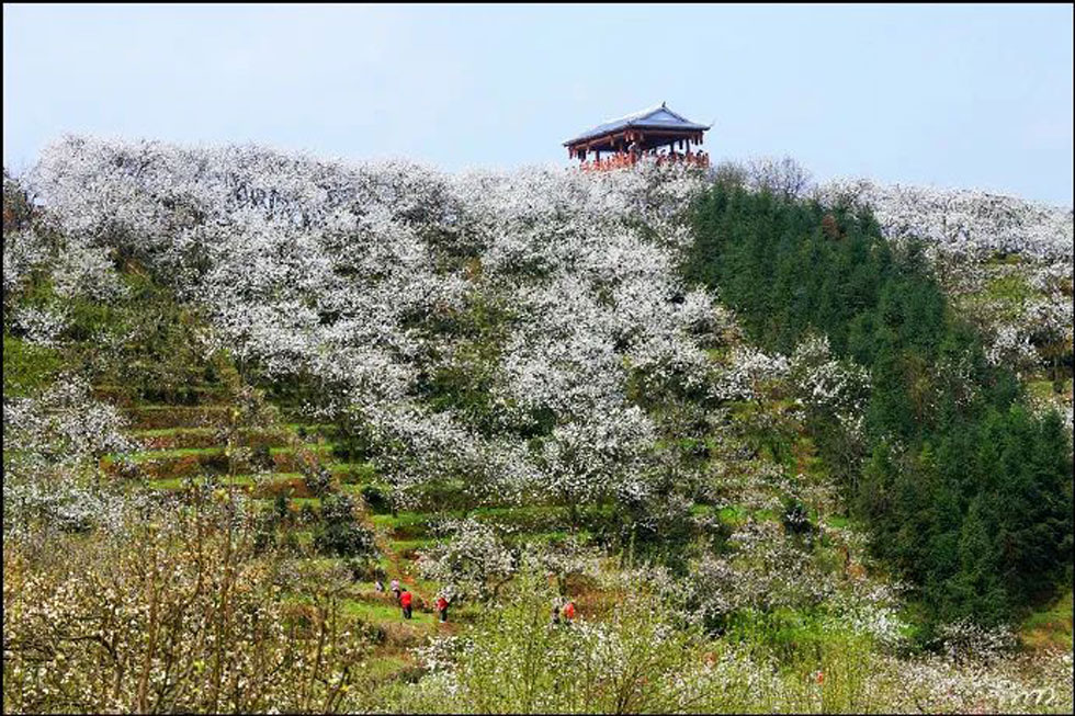 【春天，广西桂林灌阳县向您发出邀请！】我们在灌阳看梨花 - 游山玩水 - 安康生活社区 - 安康28生活网 ankang.28life.net