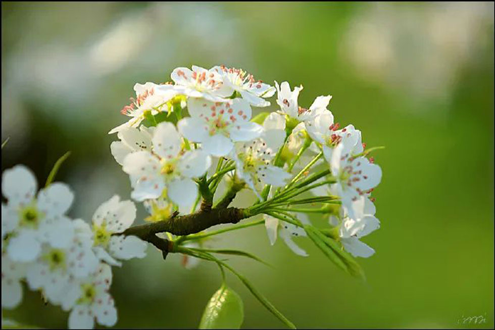 【春天，广西桂林灌阳县向您发出邀请！】我们在灌阳看梨花 - 游山玩水 - 安康生活社区 - 安康28生活网 ankang.28life.net