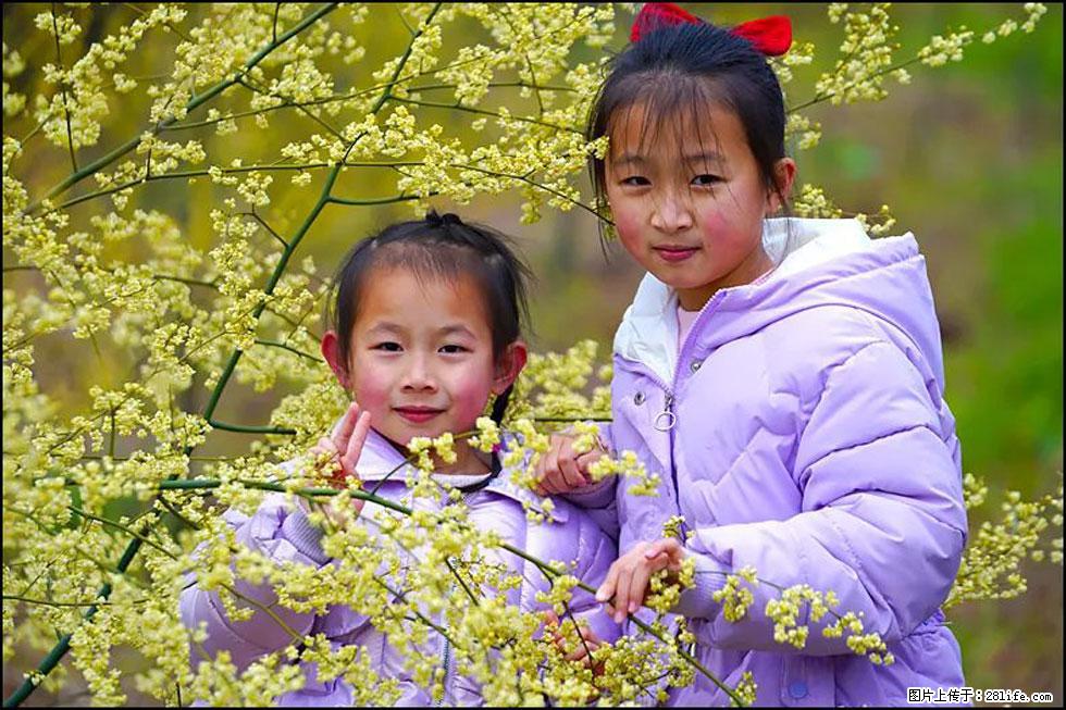 【春天，广西桂林灌阳县向您发出邀请！】米珠山前有片山苍子花在飘香 - 游山玩水 - 安康生活社区 - 安康28生活网 ankang.28life.net