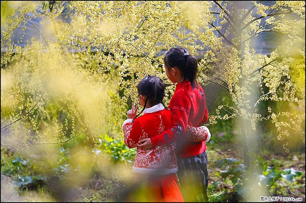 【春天，广西桂林灌阳县向您发出邀请！】米珠山前有片山苍子花在飘香 - 游山玩水 - 安康生活社区 - 安康28生活网 ankang.28life.net