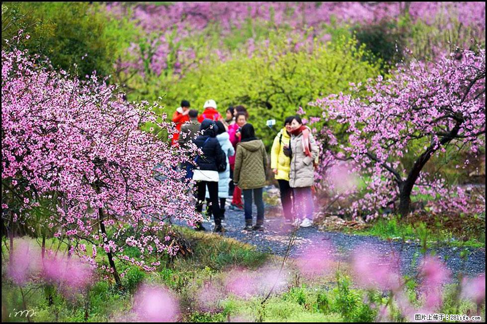 【春天，广西桂林灌阳县向您发出邀请！】官庄村有个醉美的桃花园 - 游山玩水 - 安康生活社区 - 安康28生活网 ankang.28life.net