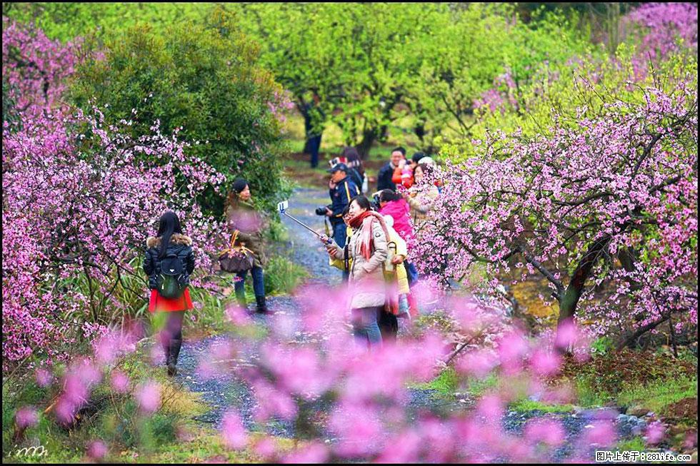 【春天，广西桂林灌阳县向您发出邀请！】官庄村有个醉美的桃花园 - 游山玩水 - 安康生活社区 - 安康28生活网 ankang.28life.net