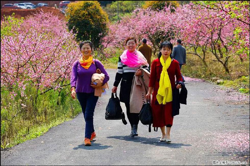 【春天，广西桂林灌阳县向您发出邀请！】官庄村有个醉美的桃花园 - 游山玩水 - 安康生活社区 - 安康28生活网 ankang.28life.net