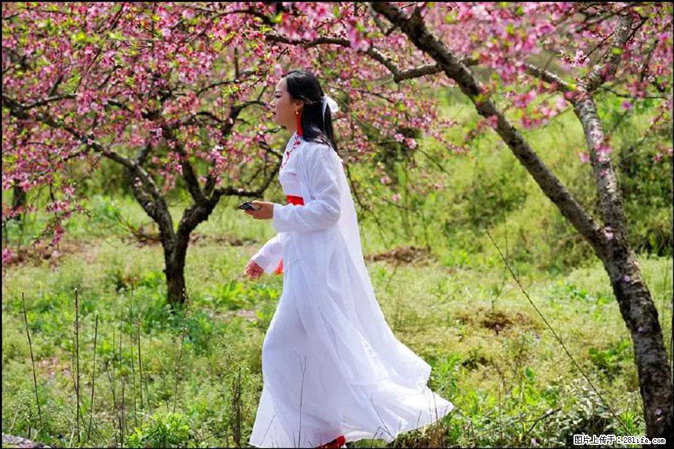 【春天，广西桂林灌阳县向您发出邀请！】官庄村有个醉美的桃花园 - 游山玩水 - 安康生活社区 - 安康28生活网 ankang.28life.net
