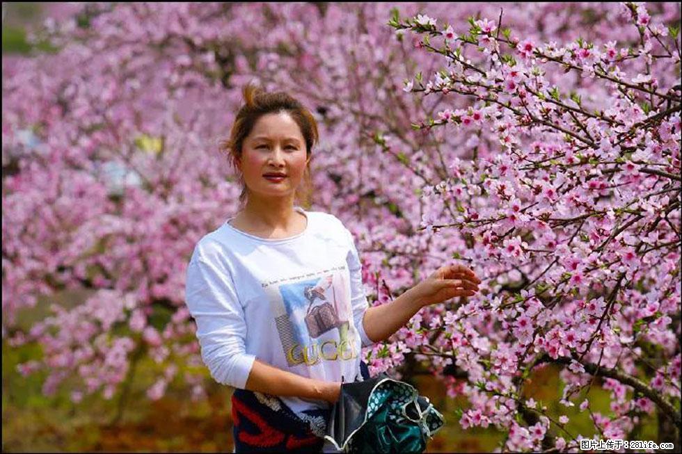 【春天，广西桂林灌阳县向您发出邀请！】官庄村有个醉美的桃花园 - 游山玩水 - 安康生活社区 - 安康28生活网 ankang.28life.net