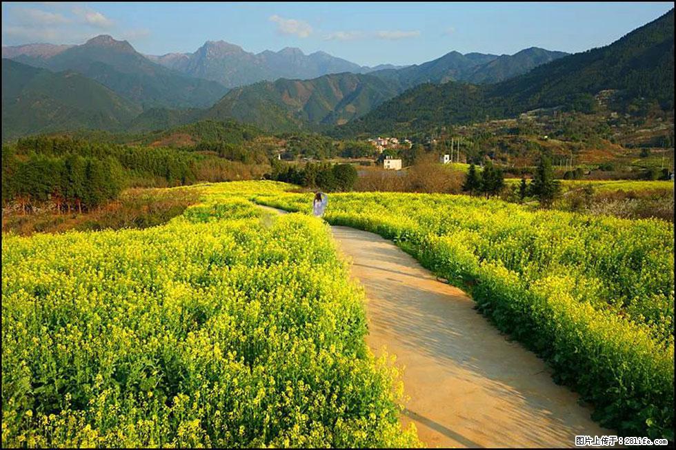 【春天，广西桂林灌阳县向您发出邀请！】长坪村油菜盛情花开 - 游山玩水 - 安康生活社区 - 安康28生活网 ankang.28life.net