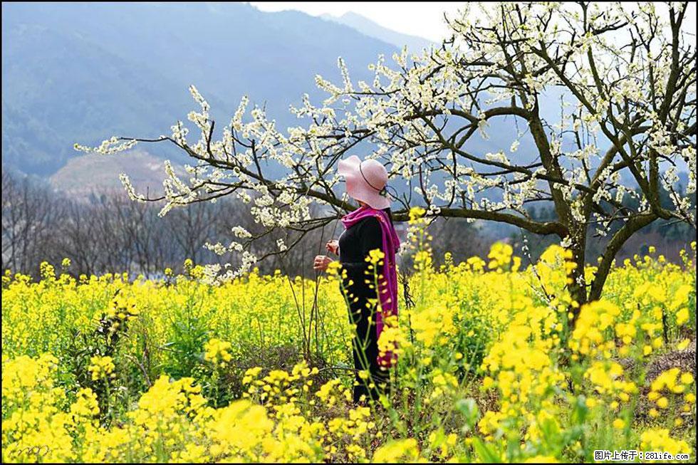 【春天，广西桂林灌阳县向您发出邀请！】长坪村油菜盛情花开 - 游山玩水 - 安康生活社区 - 安康28生活网 ankang.28life.net