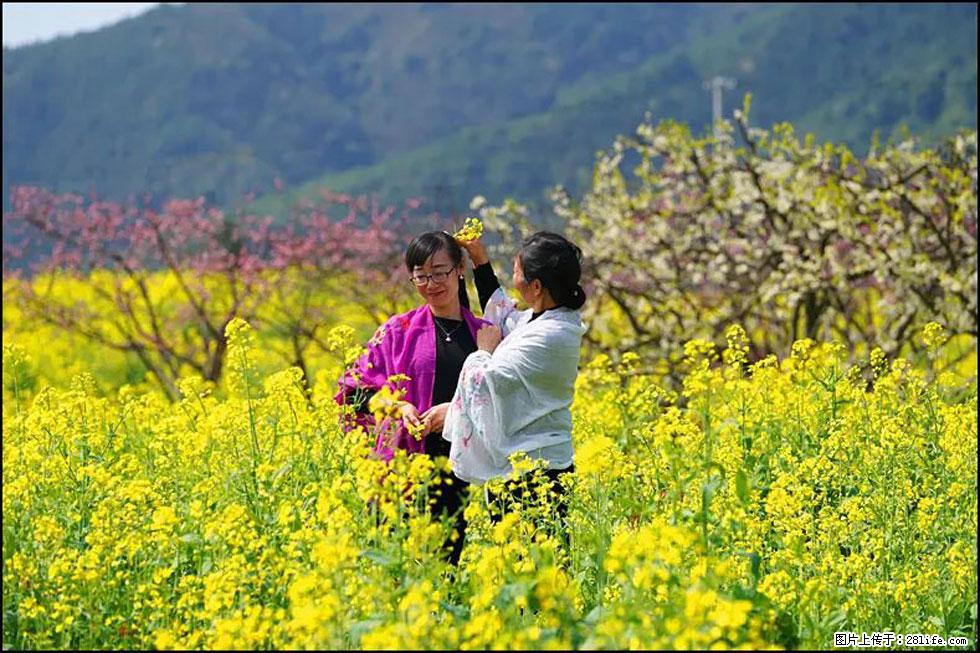 【春天，广西桂林灌阳县向您发出邀请！】长坪村油菜盛情花开 - 游山玩水 - 安康生活社区 - 安康28生活网 ankang.28life.net