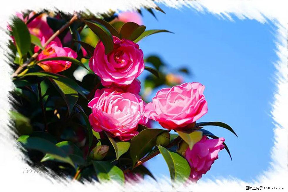 【春天，广西桂林灌阳县向您发出邀请！】杨柳井茶花惹人爱 - 游山玩水 - 安康生活社区 - 安康28生活网 ankang.28life.net
