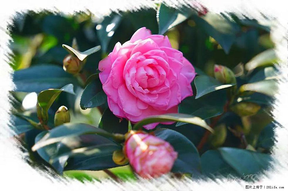 【春天，广西桂林灌阳县向您发出邀请！】杨柳井茶花惹人爱 - 游山玩水 - 安康生活社区 - 安康28生活网 ankang.28life.net