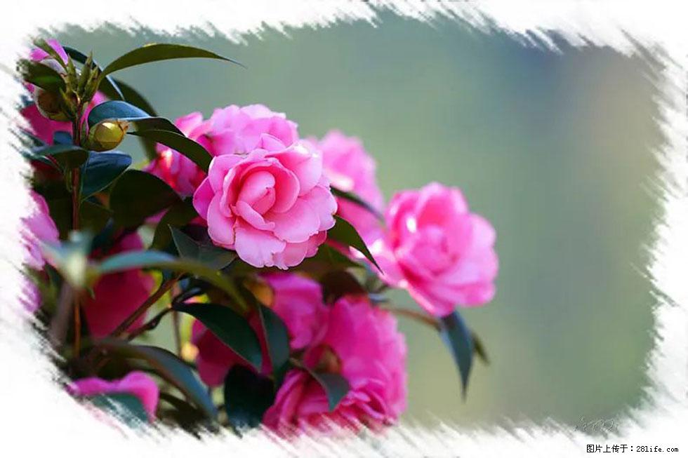 【春天，广西桂林灌阳县向您发出邀请！】杨柳井茶花惹人爱 - 游山玩水 - 安康生活社区 - 安康28生活网 ankang.28life.net