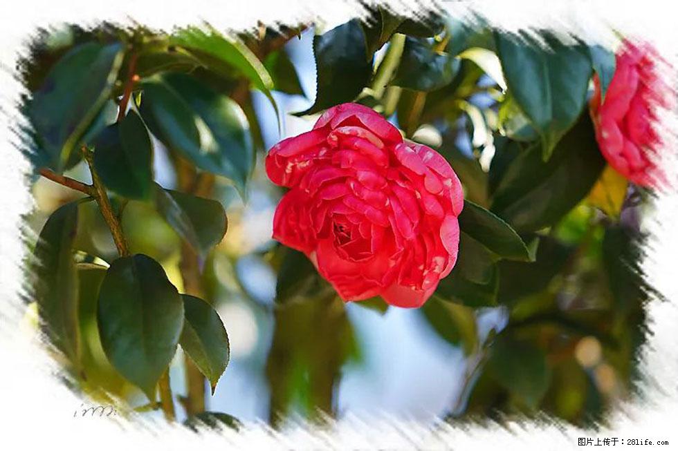 【春天，广西桂林灌阳县向您发出邀请！】杨柳井茶花惹人爱 - 游山玩水 - 安康生活社区 - 安康28生活网 ankang.28life.net