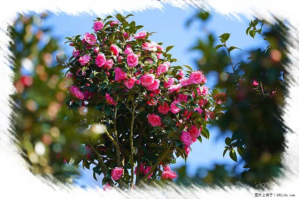【春天，广西桂林灌阳县向您发出邀请！】杨柳井茶花惹人爱 - 游山玩水 - 安康生活社区 - 安康28生活网 ankang.28life.net