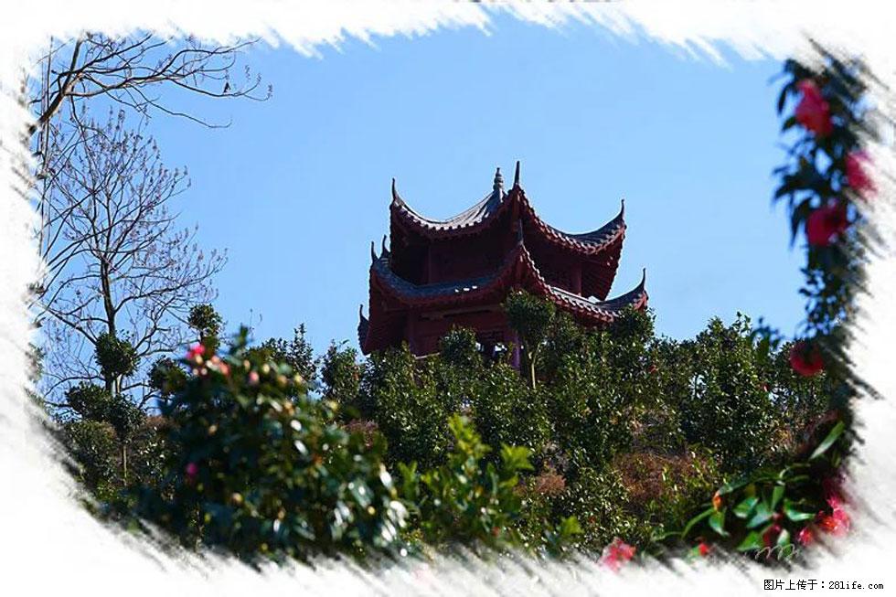 【春天，广西桂林灌阳县向您发出邀请！】杨柳井茶花惹人爱 - 游山玩水 - 安康生活社区 - 安康28生活网 ankang.28life.net
