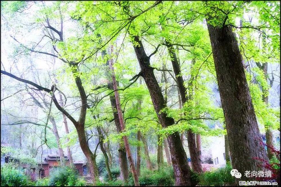 【春天，广西桂林灌阳县向您发出邀请！】在小龙村与春天约会 - 游山玩水 - 安康生活社区 - 安康28生活网 ankang.28life.net