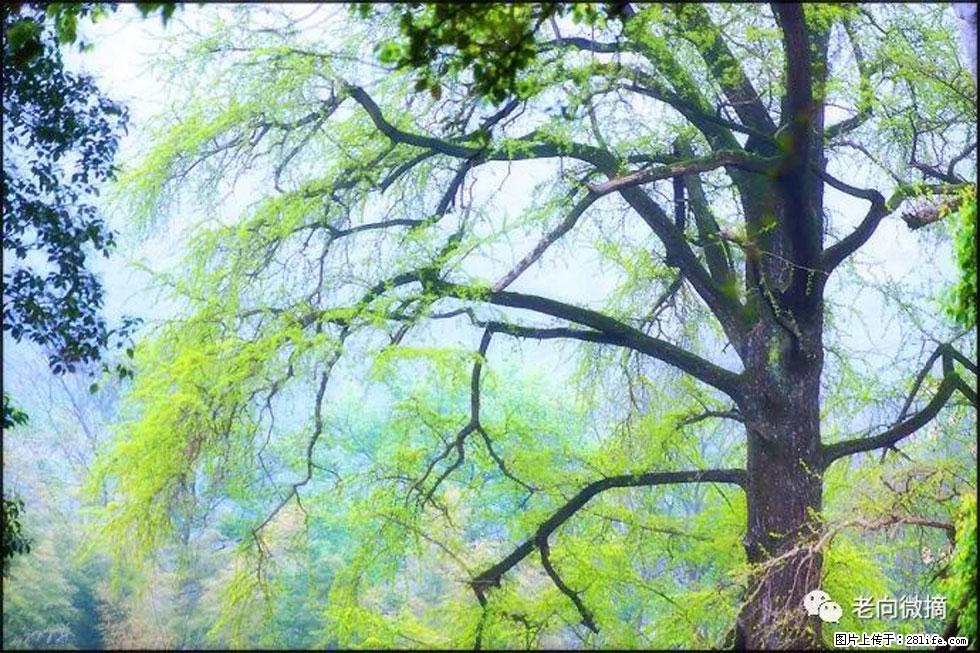 【春天，广西桂林灌阳县向您发出邀请！】在小龙村与春天约会 - 游山玩水 - 安康生活社区 - 安康28生活网 ankang.28life.net