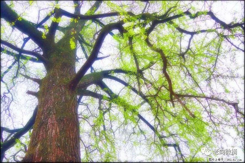 【春天，广西桂林灌阳县向您发出邀请！】在小龙村与春天约会 - 游山玩水 - 安康生活社区 - 安康28生活网 ankang.28life.net