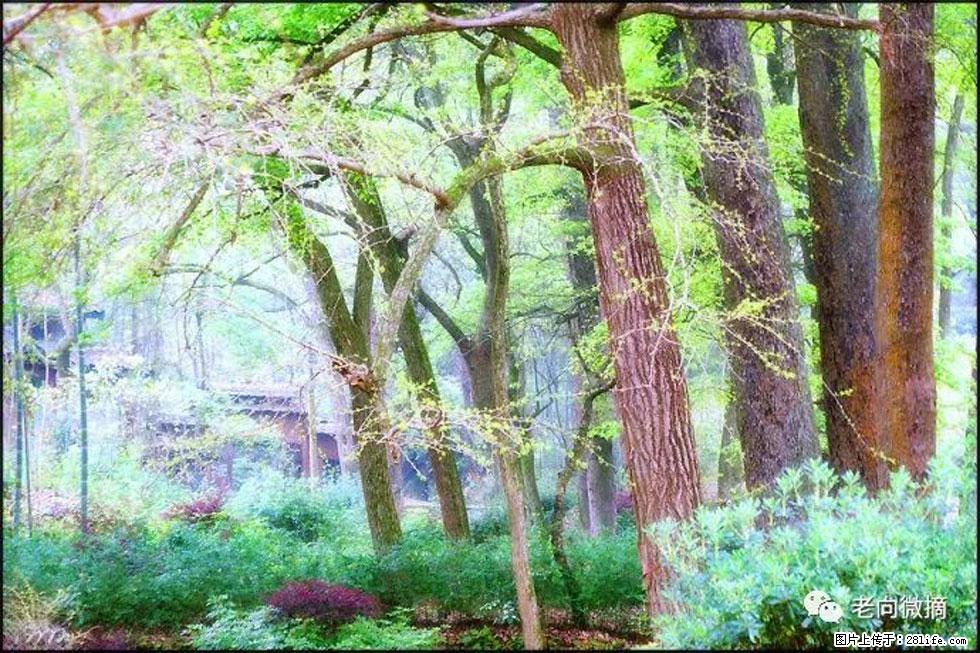 【春天，广西桂林灌阳县向您发出邀请！】在小龙村与春天约会 - 游山玩水 - 安康生活社区 - 安康28生活网 ankang.28life.net
