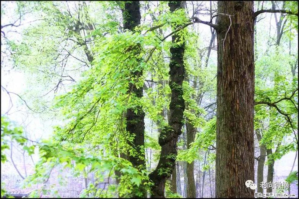 【春天，广西桂林灌阳县向您发出邀请！】在小龙村与春天约会 - 游山玩水 - 安康生活社区 - 安康28生活网 ankang.28life.net