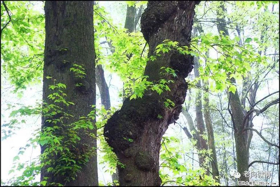 【春天，广西桂林灌阳县向您发出邀请！】在小龙村与春天约会 - 游山玩水 - 安康生活社区 - 安康28生活网 ankang.28life.net