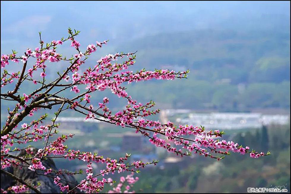 【春天，广西桂林灌阳县向您发出邀请！】望月岭上桃花开 - 游山玩水 - 安康生活社区 - 安康28生活网 ankang.28life.net
