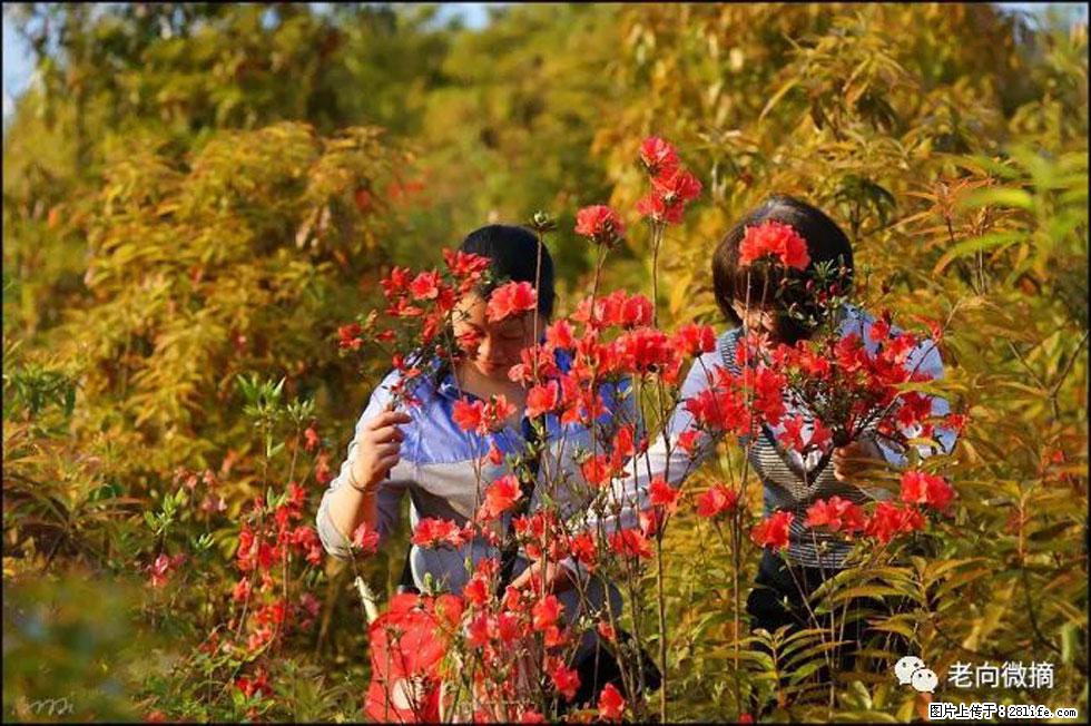【春天，广西桂林灌阳县向您发出邀请！】登麒麟山，相约映山红 - 游山玩水 - 安康生活社区 - 安康28生活网 ankang.28life.net