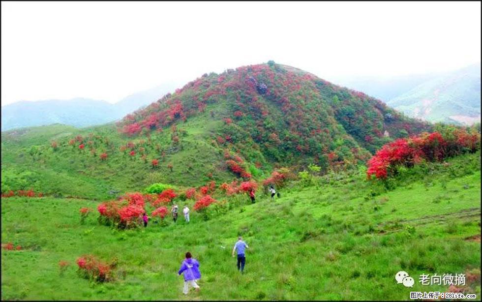 【春天，广西桂林灌阳县向您发出邀请！】宝盖山上映山红 - 游山玩水 - 安康生活社区 - 安康28生活网 ankang.28life.net
