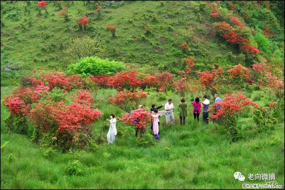 【春天，广西桂林灌阳县向您发出邀请！】宝盖山上映山红 - 游山玩水 - 安康生活社区 - 安康28生活网 ankang.28life.net