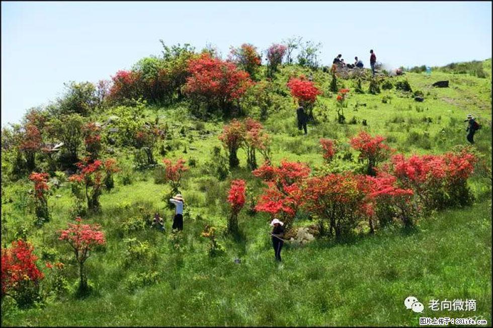 【春天，广西桂林灌阳县向您发出邀请！】宝盖山上映山红 - 游山玩水 - 安康生活社区 - 安康28生活网 ankang.28life.net