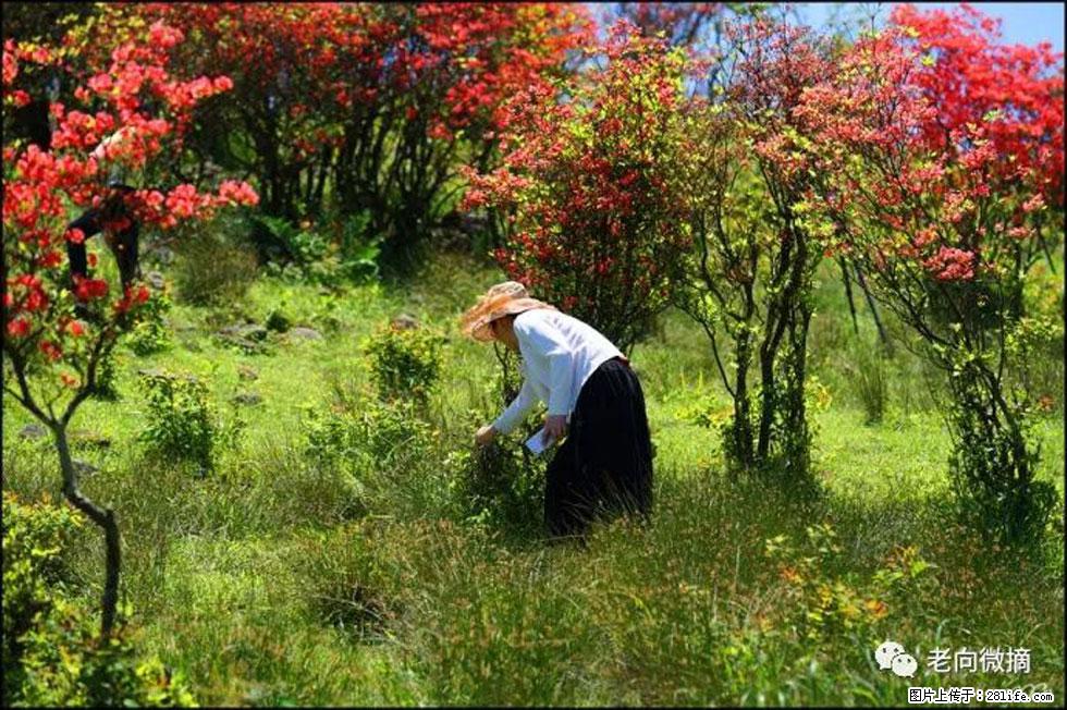 【春天，广西桂林灌阳县向您发出邀请！】宝盖山上映山红 - 游山玩水 - 安康生活社区 - 安康28生活网 ankang.28life.net
