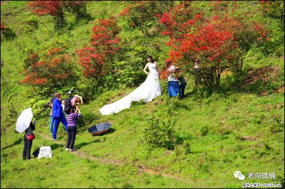 【春天，广西桂林灌阳县向您发出邀请！】宝盖山上映山红 - 游山玩水 - 安康生活社区 - 安康28生活网 ankang.28life.net