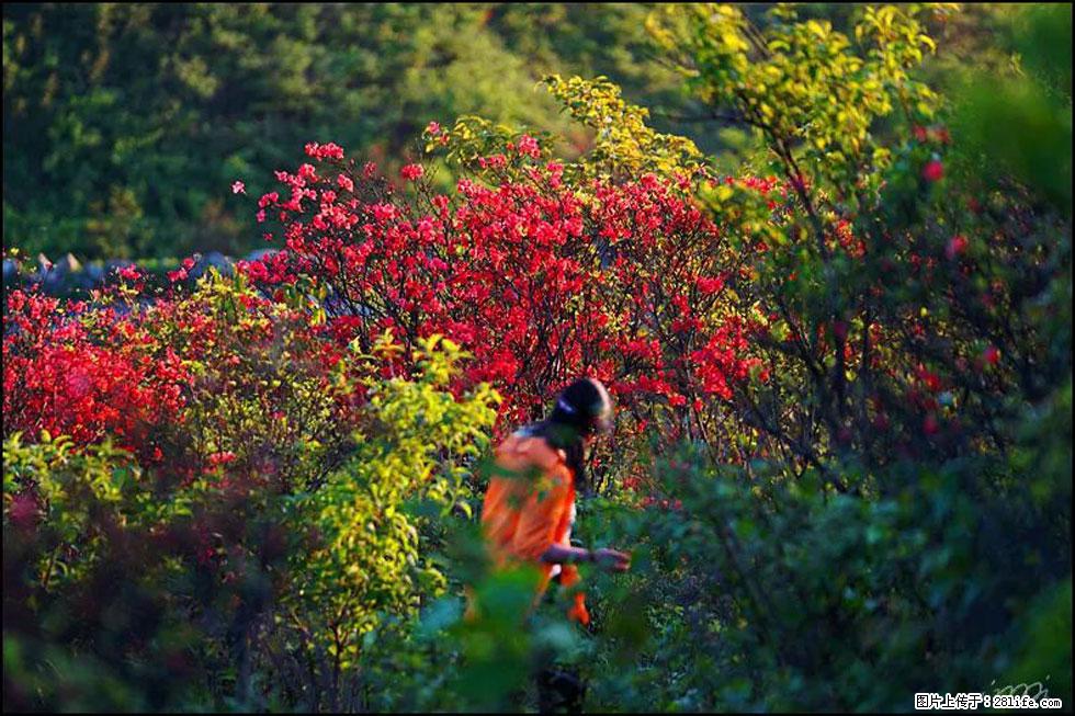 【春天，广西桂林灌阳县向您发出邀请！】春木界上映山红 - 游山玩水 - 安康生活社区 - 安康28生活网 ankang.28life.net