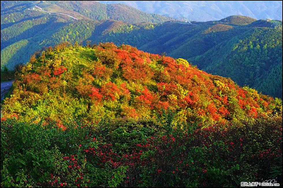 【春天，广西桂林灌阳县向您发出邀请！】春木界上映山红 - 游山玩水 - 安康生活社区 - 安康28生活网 ankang.28life.net