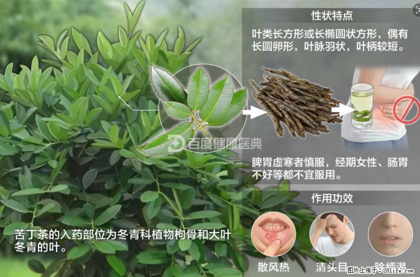 苦丁茶有哪些功效和作用 - 生活百科 - 安康生活社区 - 安康28生活网 ankang.28life.net
