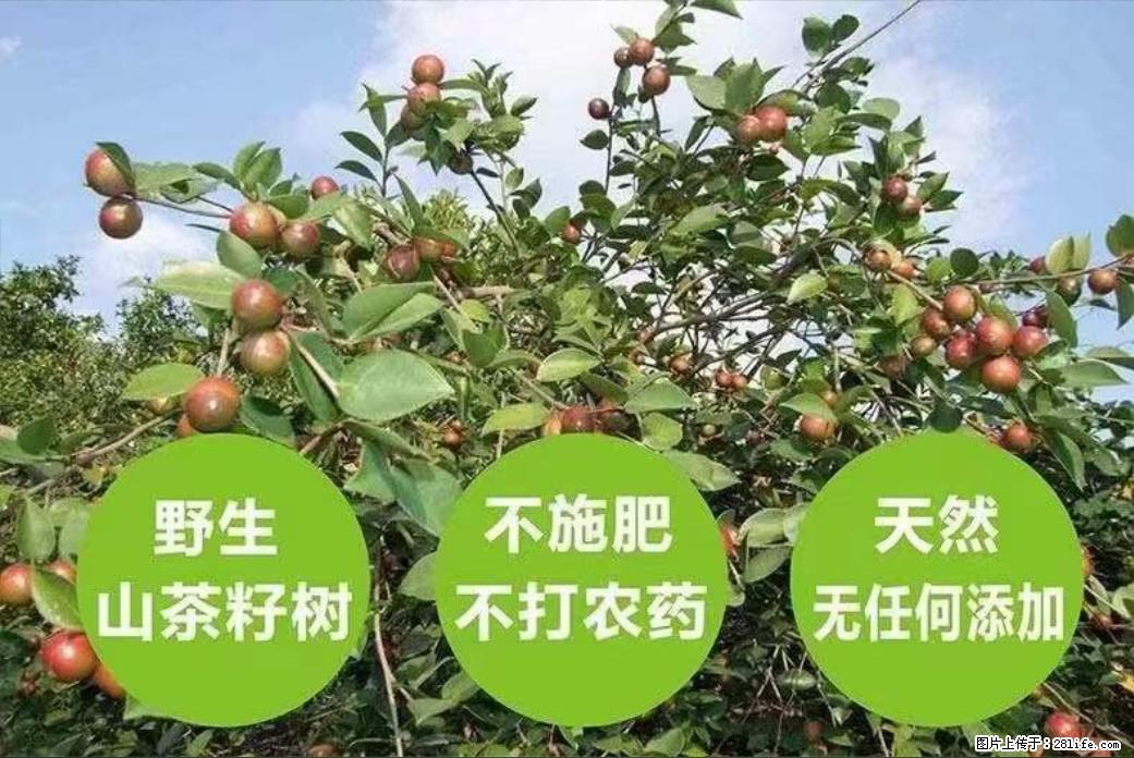 【灌阳县油茶产业示范区】一个有着充实的精神生活的人，对待身外之物自会有一种淡泊的态度 - 土特产 - 饮食特产 - 安康分类信息 - 安康28生活网 ankang.28life.net