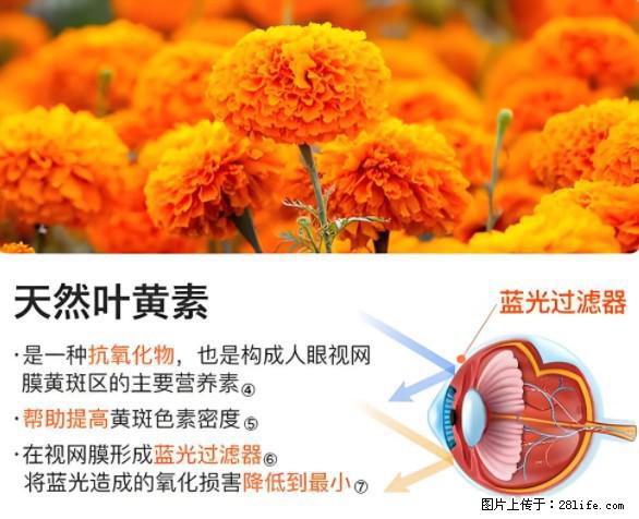 叶黄素有什么功效和作用 - 生活百科 - 安康生活社区 - 安康28生活网 ankang.28life.net