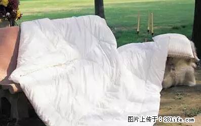 被子有异味？只要这样做，比晒太阳还强100倍！ - 家居生活 - 安康生活社区 - 安康28生活网 ankang.28life.net