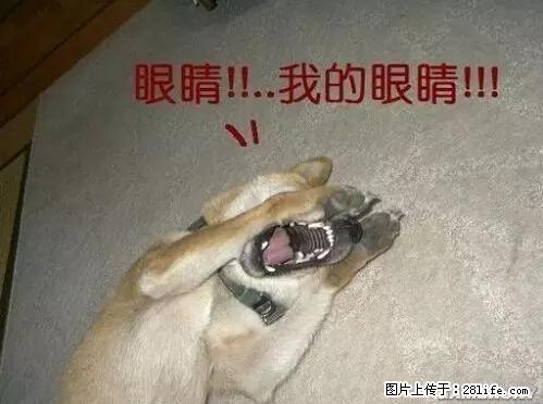 笑癫了！一女的怀孕三年未生，他终于忍不住了... - 娱乐八卦 - 安康生活社区 - 安康28生活网 ankang.28life.net