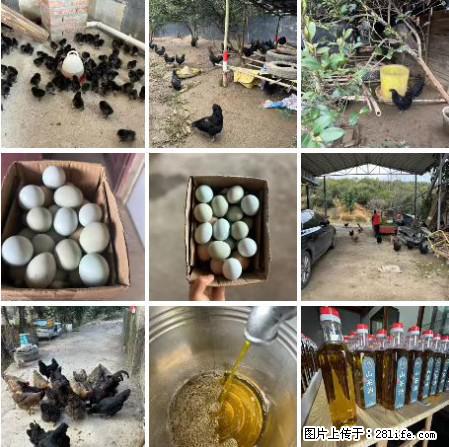 油茶园从小鸡仔开始养起的纯土鸡、土鸡蛋可以预定啦！还有前几天刚榨的纯山茶油哦 - 美食天地 - 安康生活社区 - 安康28生活网 ankang.28life.net