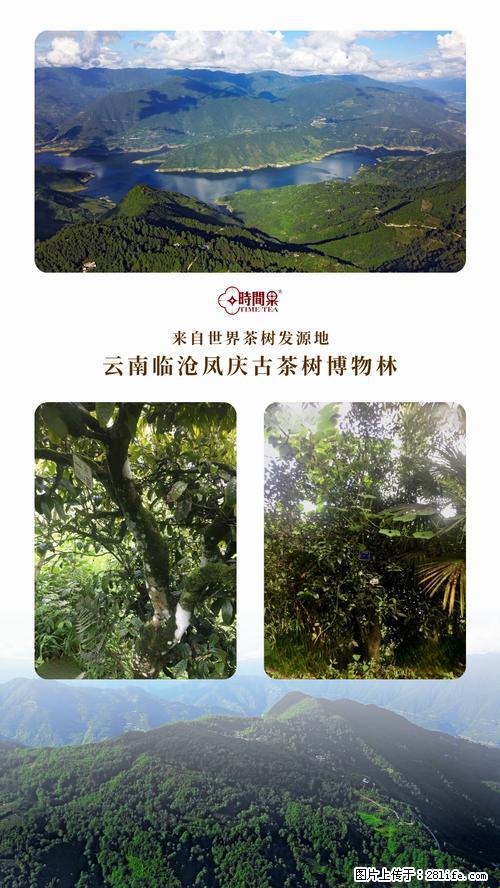 时间果百年古树2025年春红茶 - 购物交流 - 安康生活社区 - 安康28生活网 ankang.28life.net