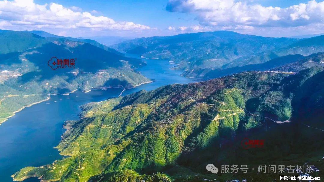 时间果百年古树龙珠普洱生茶 - 购物交流 - 安康生活社区 - 安康28生活网 ankang.28life.net