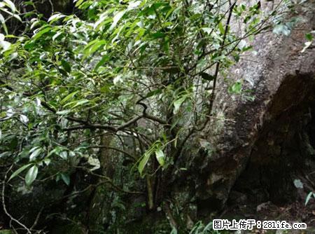 平乐石崖茶，珍贵仅次于金花茶 - 安康生活资讯 - 安康28生活网 ankang.28life.net