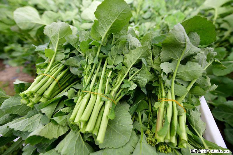 这些蔬菜是“天然钙片”，这6种被医生重点推荐 - 安康生活资讯 - 安康28生活网 ankang.28life.net